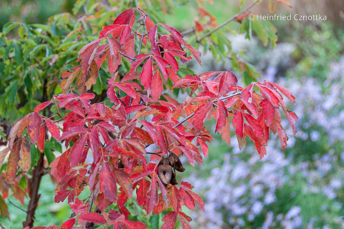 Herbstfärbung des Zimtahorns (Acer griseum)