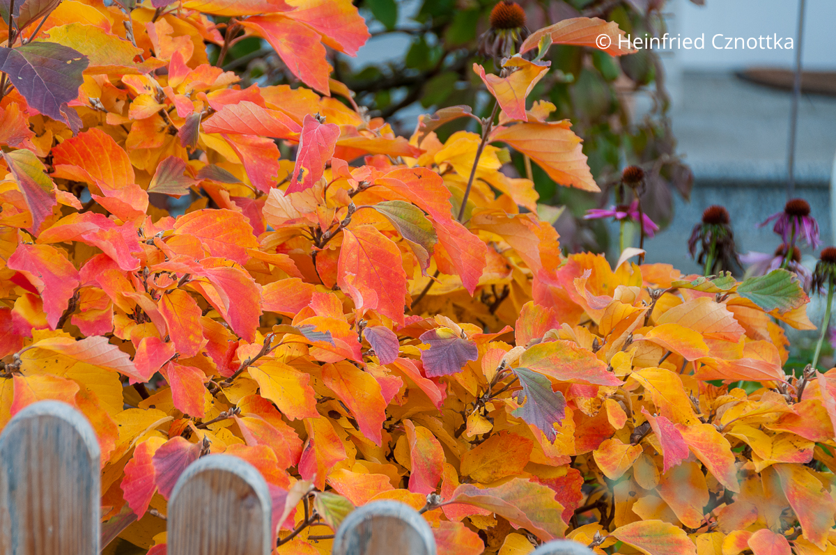 Die leuchtende Herbstfärbung des Federbuschstrauches (Fothergilla major)