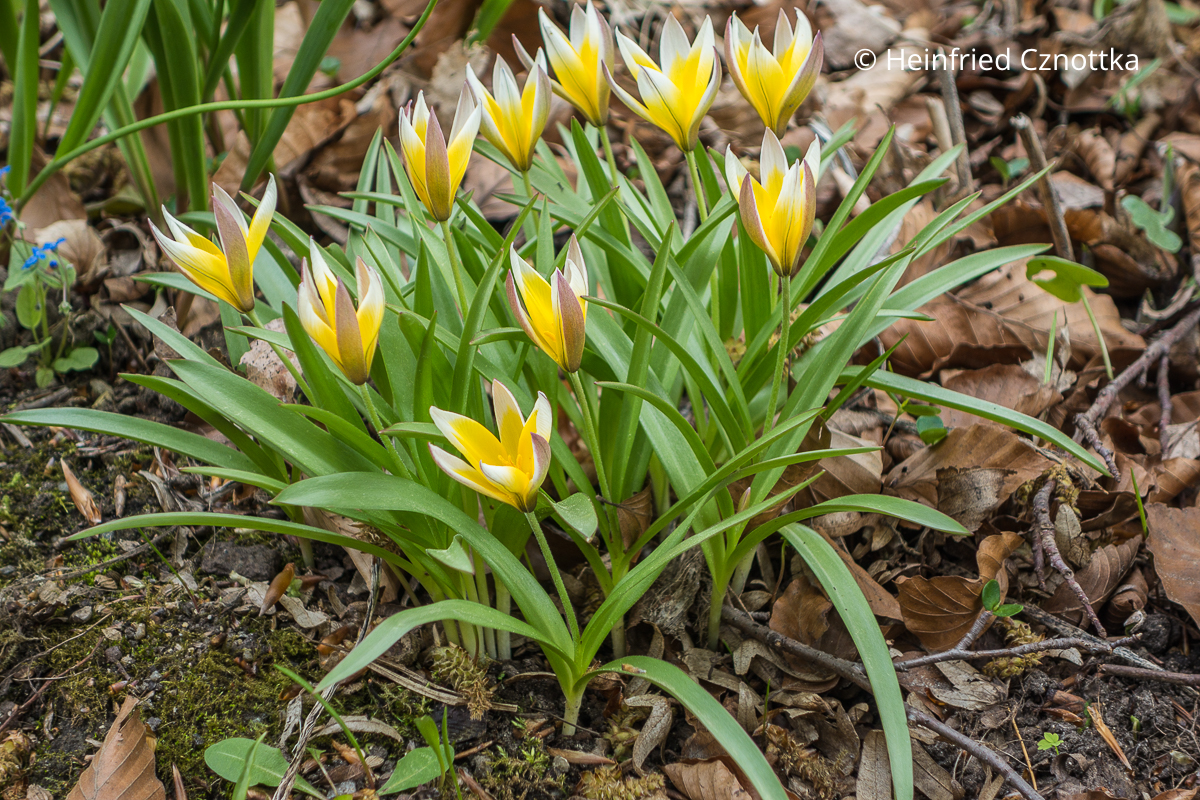 Botanische Tulpe: Die Zwerg-Stern-Tulpe (Tulipa tarda) blüht mehrere Wochen lang.