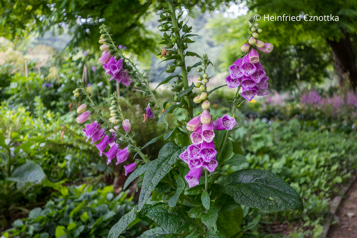 Roter Fingerhut (Digitalis purpurea) 'Gloxiniaeflora' mit rosaroten Blüten Roter Fingerhut (Digitalis purpurea) 'Gloxiniaeflora' mit rosaroten Blüten