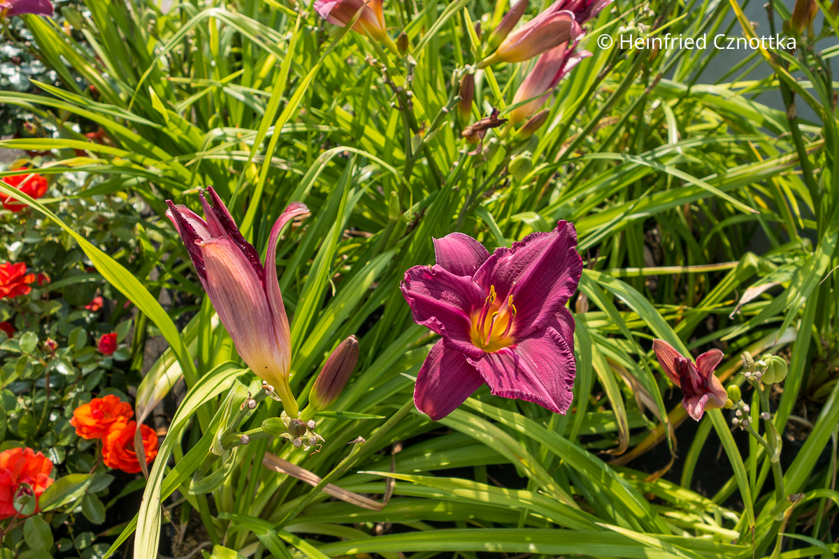 Weinrote Taglilie (Hemerocallis-Hybride) 'Summer Wine' mit gelbem Schlund Weinrote Taglilie (Hemerocallis-Hybride) 'Summer Wine' mit gelbem Schlund