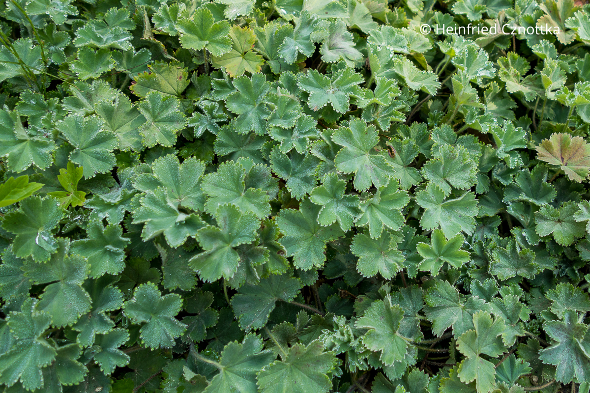 Kleiner Frauenmantel (Alchemilla erythropoda) 