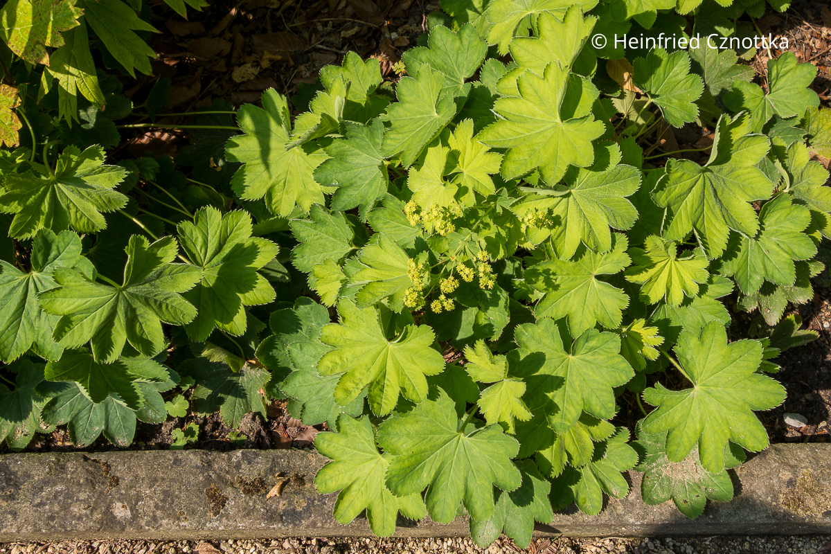 Zierlicher Frauenmantel (Alchemilla epipsila)