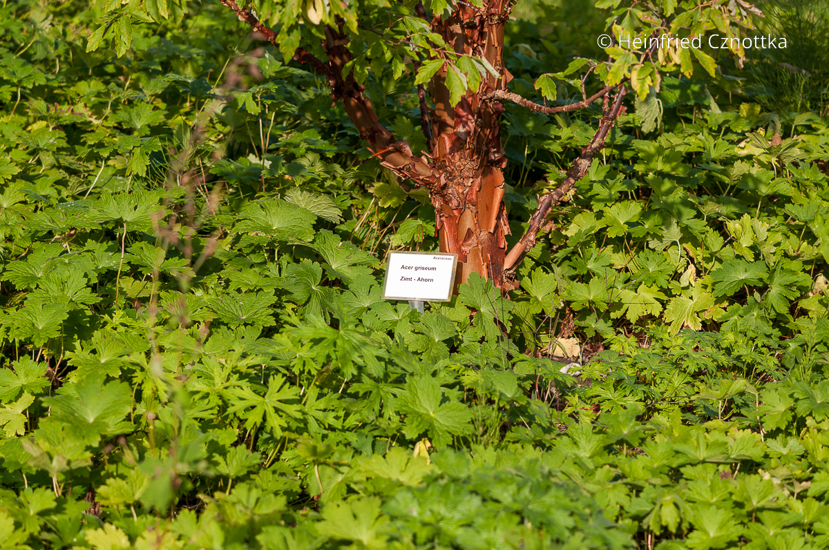 Zimtahorn mit einer Unterpflanzung aus Balkan-Storchschnabel (Geranium macrorrhizum)