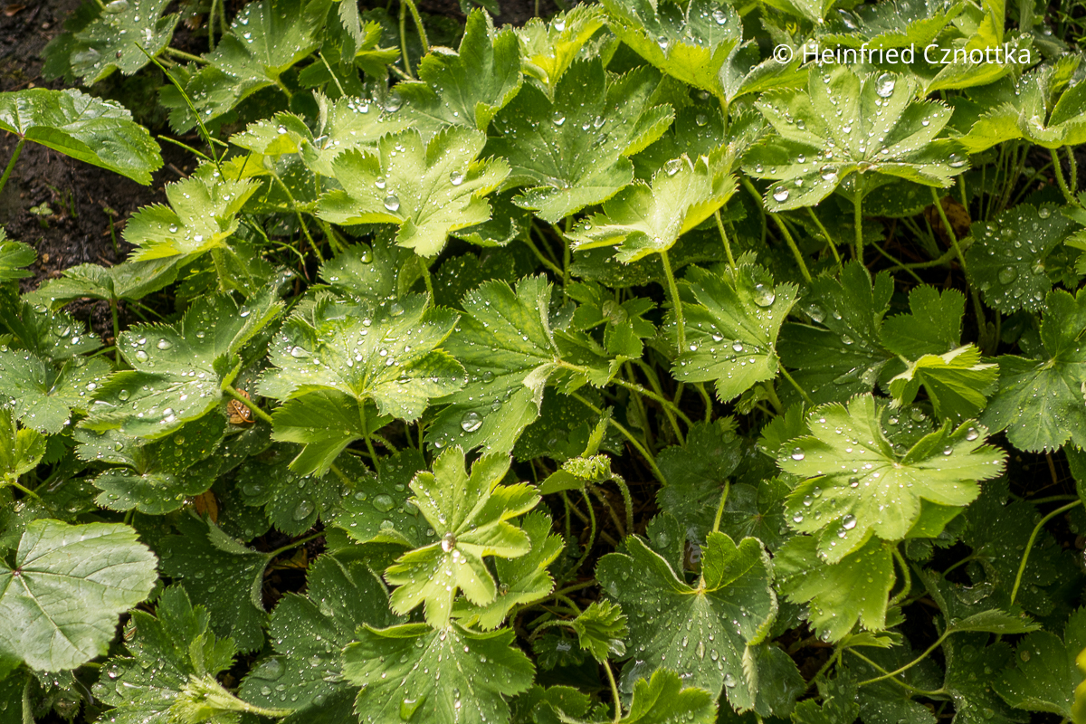 Blatthorst des Gewöhnlichen Frauenmantels (Alchemilla xanthochlora)