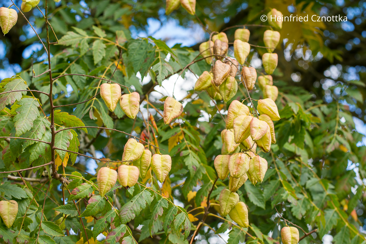 Früchte der Blasenesche (Koelreuteria paniculata) am Baum Früchte der Blasenesche (Koelreuteria paniculata) am Baum