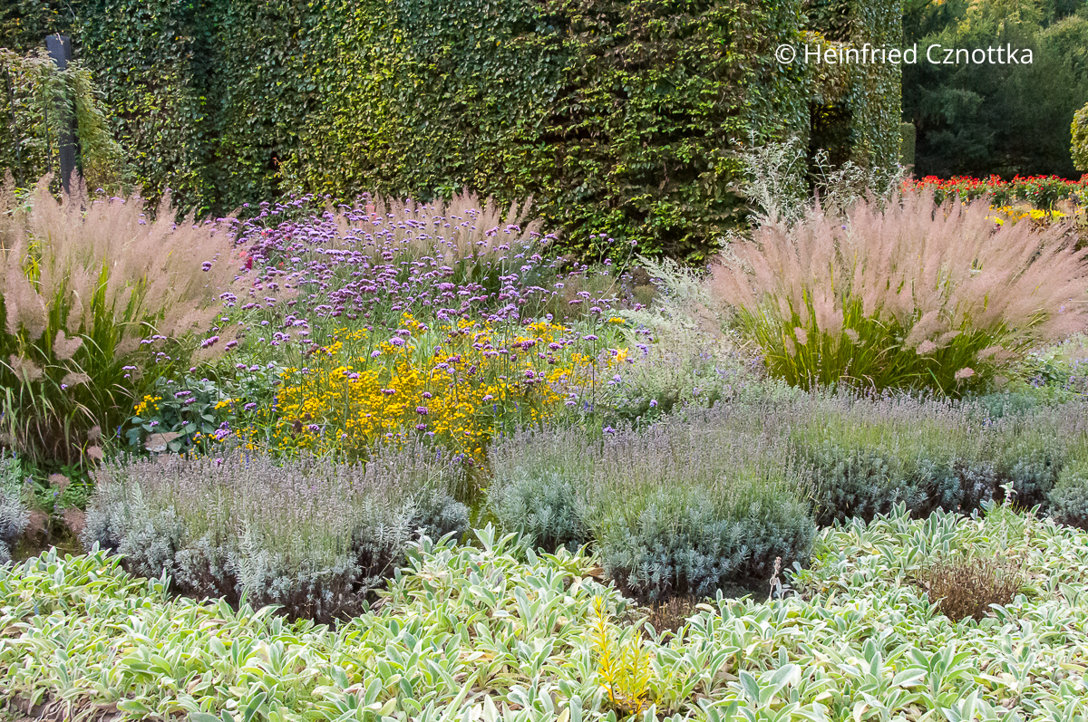 Diamantgras (Calamagrostis brachytricha) mit Wollziest (Stachys byzantina), Lavendel, Argentinischem Eisenkraut (Verbena bonariensis) und Goldhaar-Aster (Galatella linosyris syn. Aster linosyris)