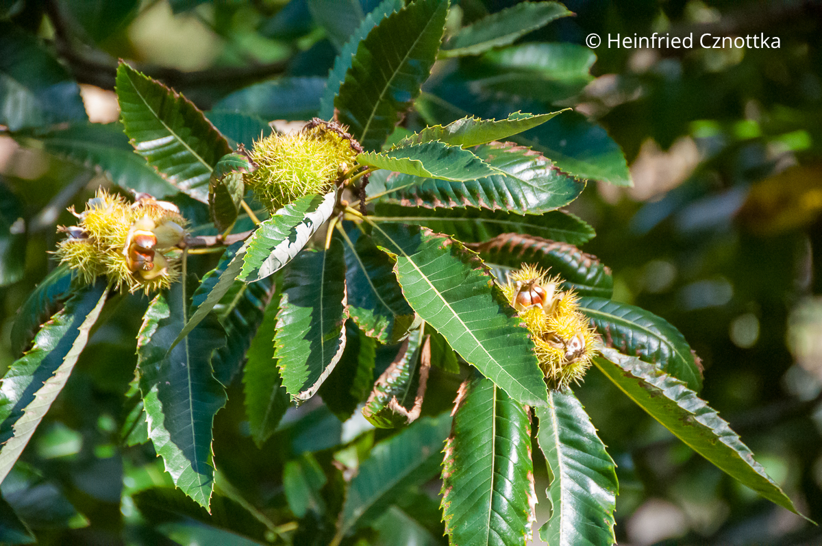 Früchte der Esskastanie (Castanea sativa) Früchte der Esskastanie (Castanea sativa)