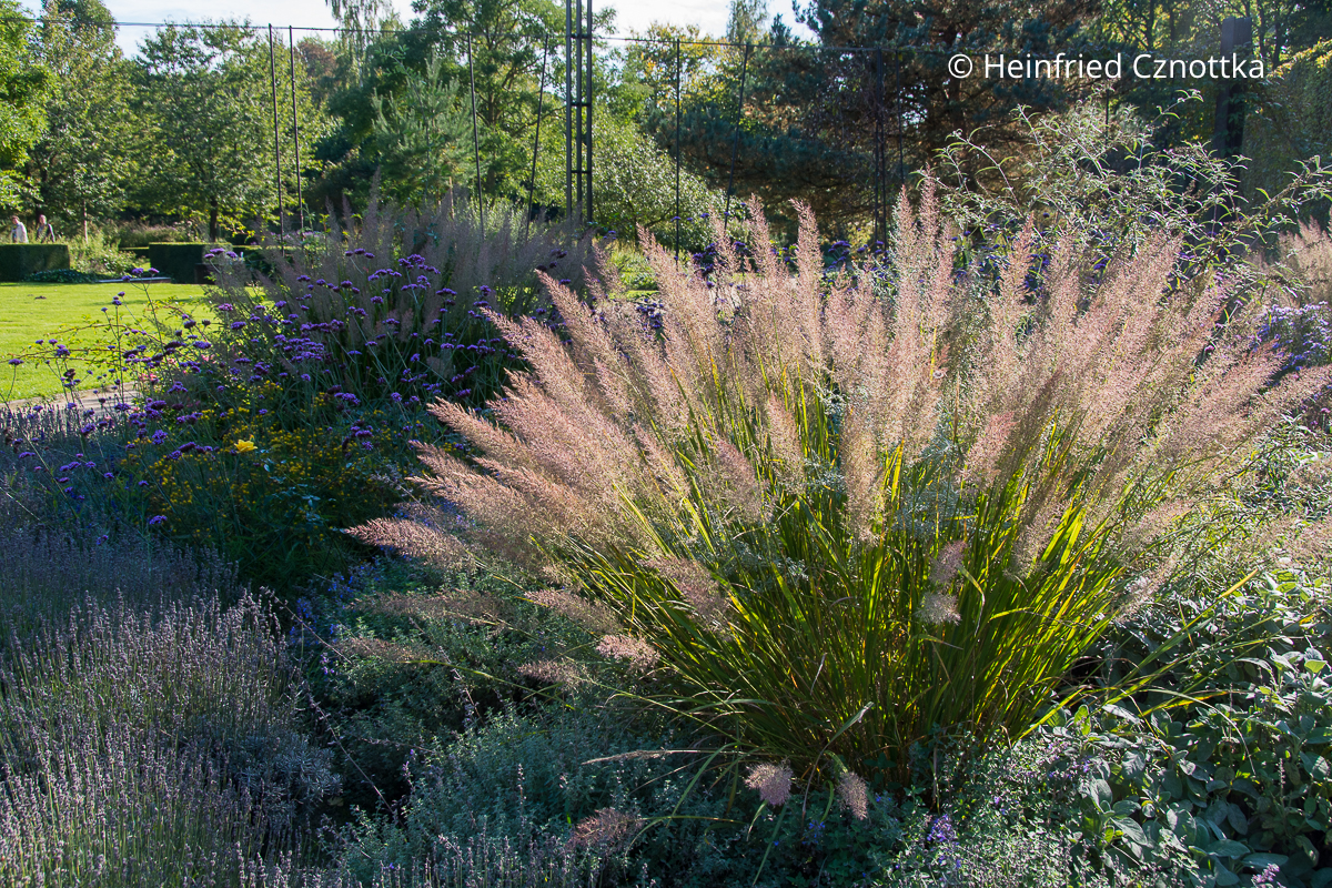 Diamantgras (Calamagrostis brachytricha) mit Lavendel