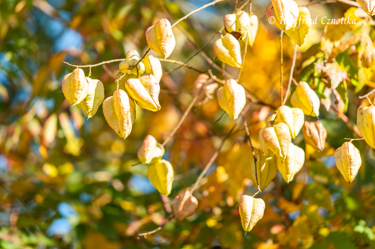 Gestalten mit gelben Blättern: Früchte der Blasenesche (Koelreuteria paniculata)