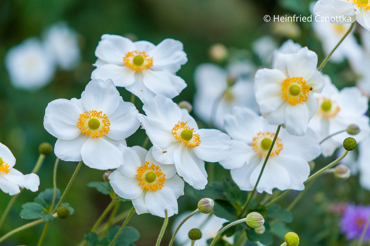 Strahlendes Weiß: Herbst-Anemone (Autumn Elegans Group) 'Honorine Jobert' Strahlendes Weiß: Herbst-Anemone (Autumn Elegans Group) 'Honorine Jobert'