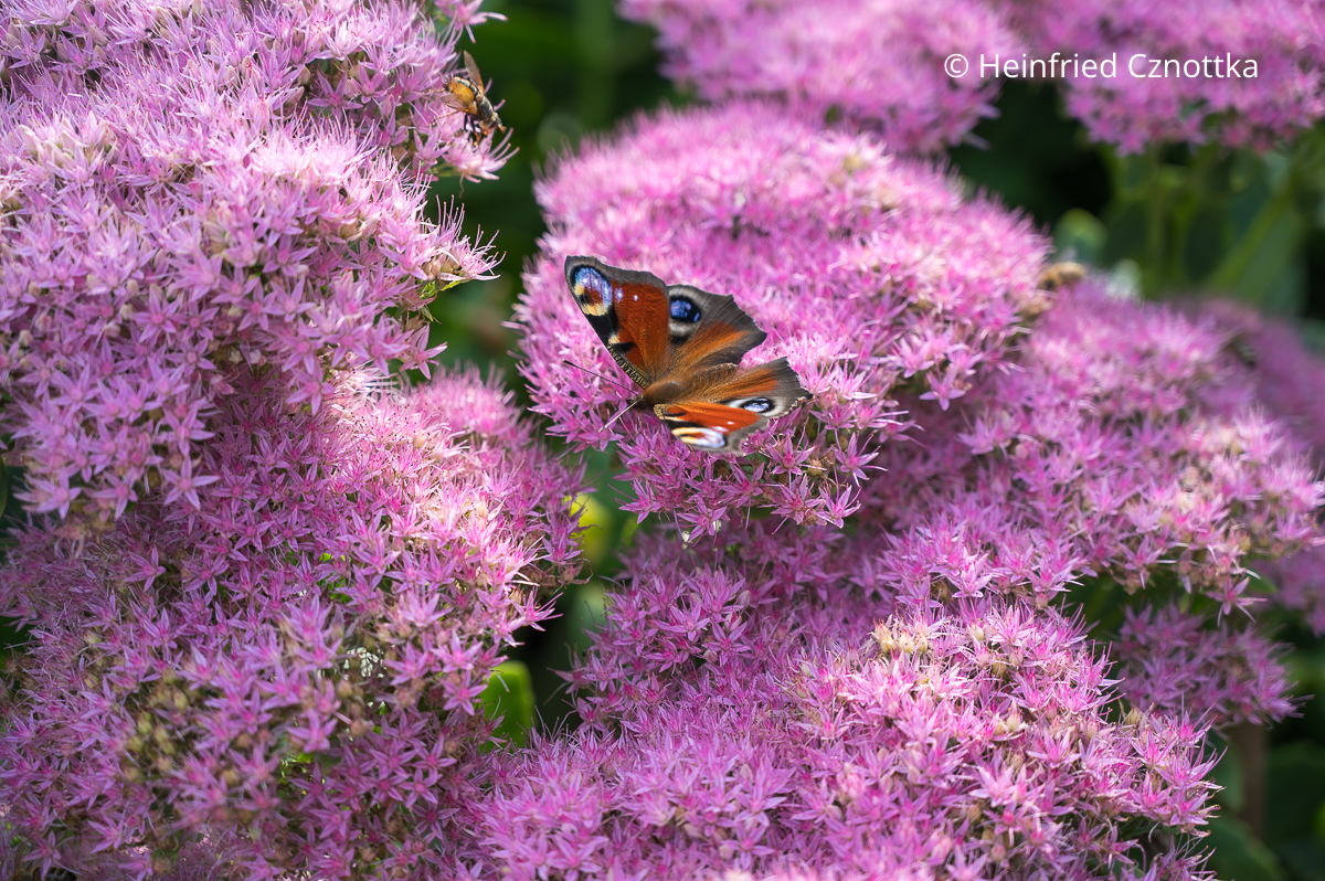 Ein Tagpfauenauge auf der Hohen Fetthenne 'Brilliant'