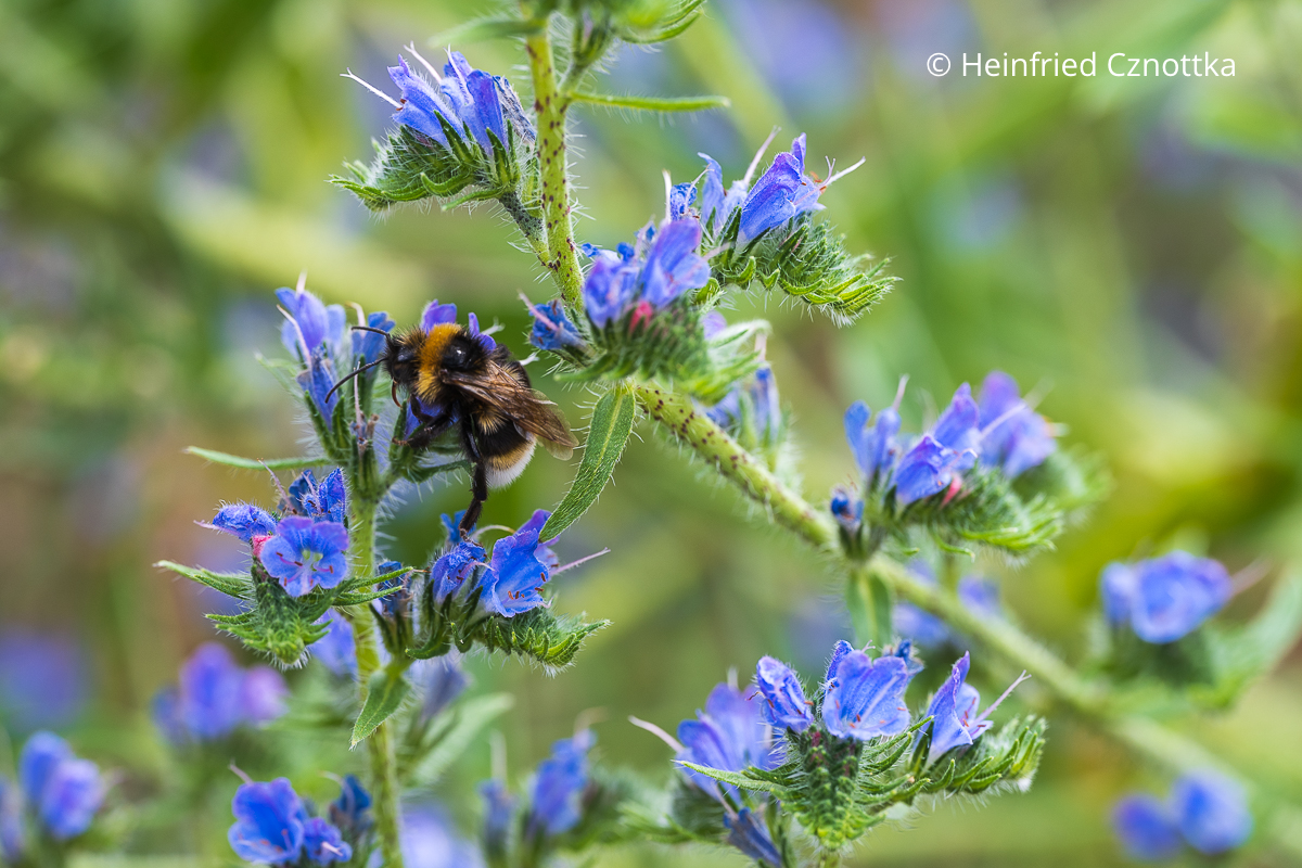 Hummel am Gewöhnlichen Natternkopf (Echium vulgare) Hummel am Gewöhnlichen Natternkopf (Echium vulgare)