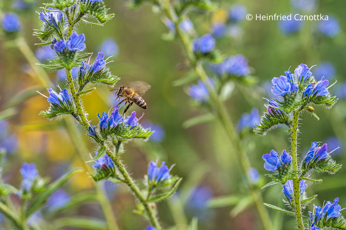 Biene am Gewöhnlichen Natternkopf (Echium vulgare) Biene am Gewöhnlichen Natternkopf (Echium vulgare)