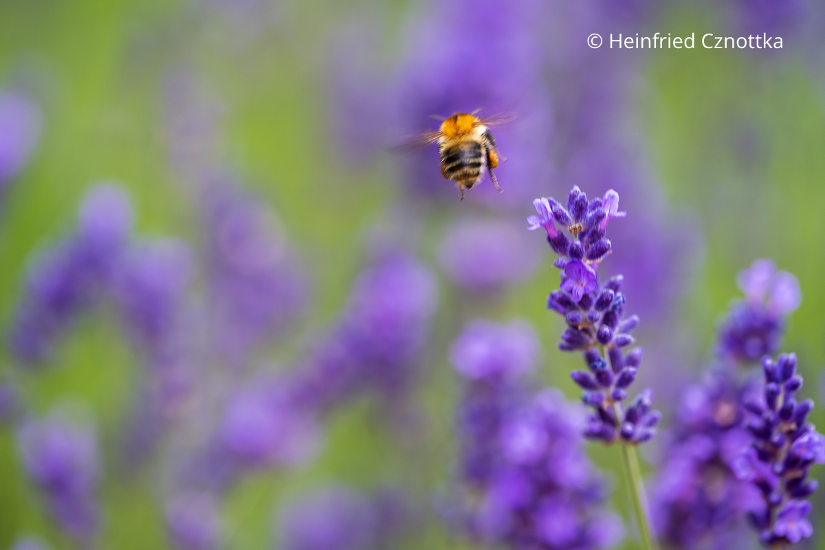 Duftgarten gestalten: Lavendel zieht nützliche Insekten an und wehrt Blattläuse ab.