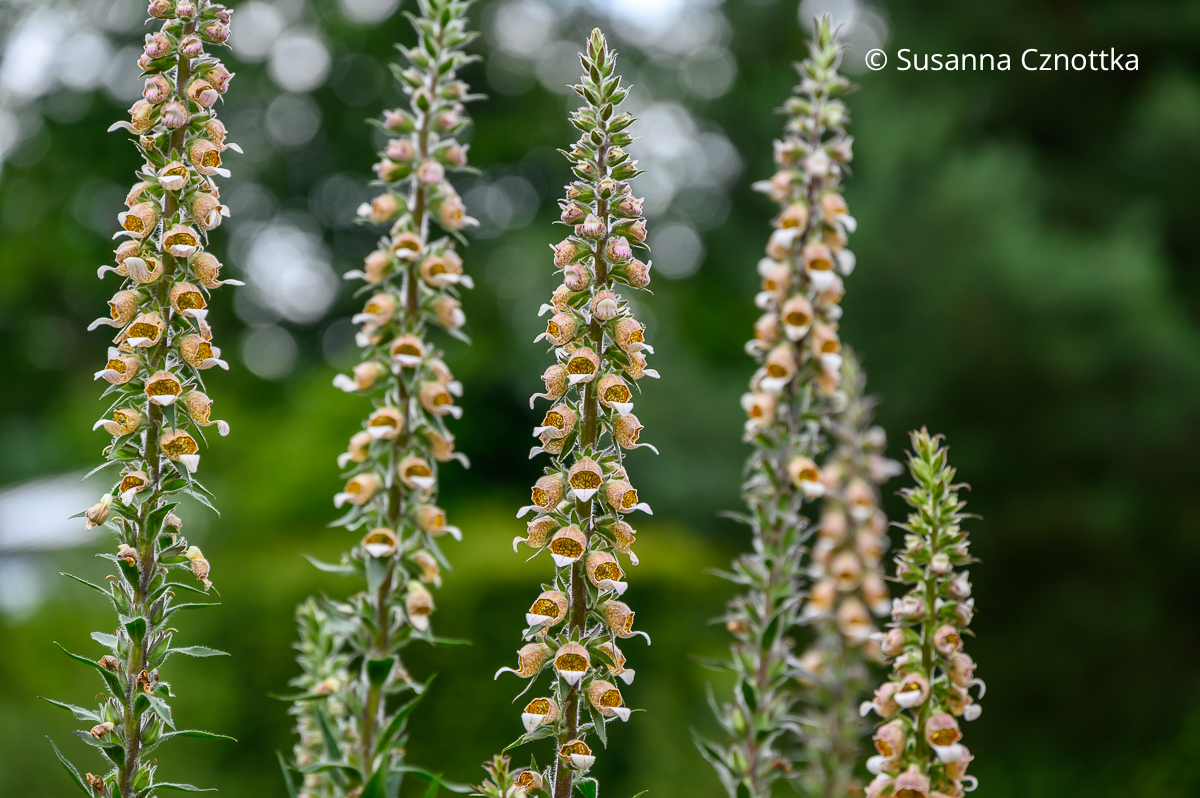 Rostfarbiger Fingerhut (Digitalis ferruginea) Rostfarbiger Fingerhut (Digitalis ferruginea)