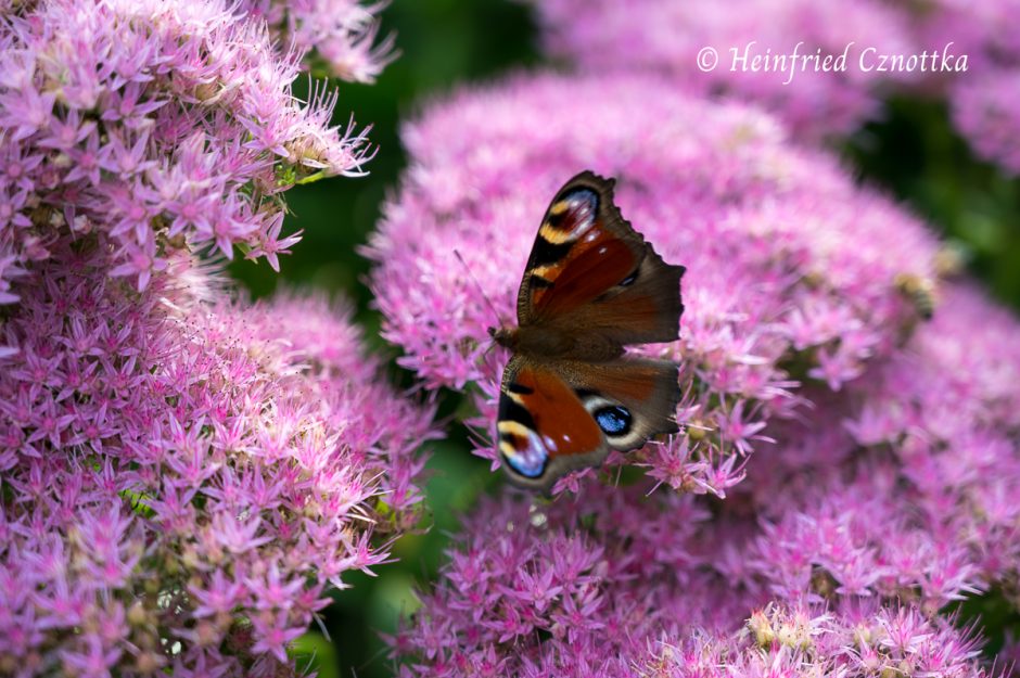 Schmetterling auf einer Hohen Fetthenne (Sedum 'Brilliant')