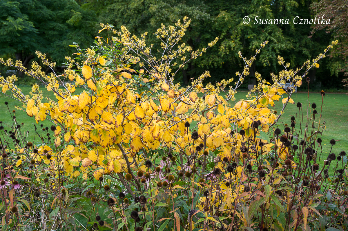 Goldener Oktober: Virginische Zaubernuss (Hamamelis virginiana) mit goldgelbem Herbstlaub
