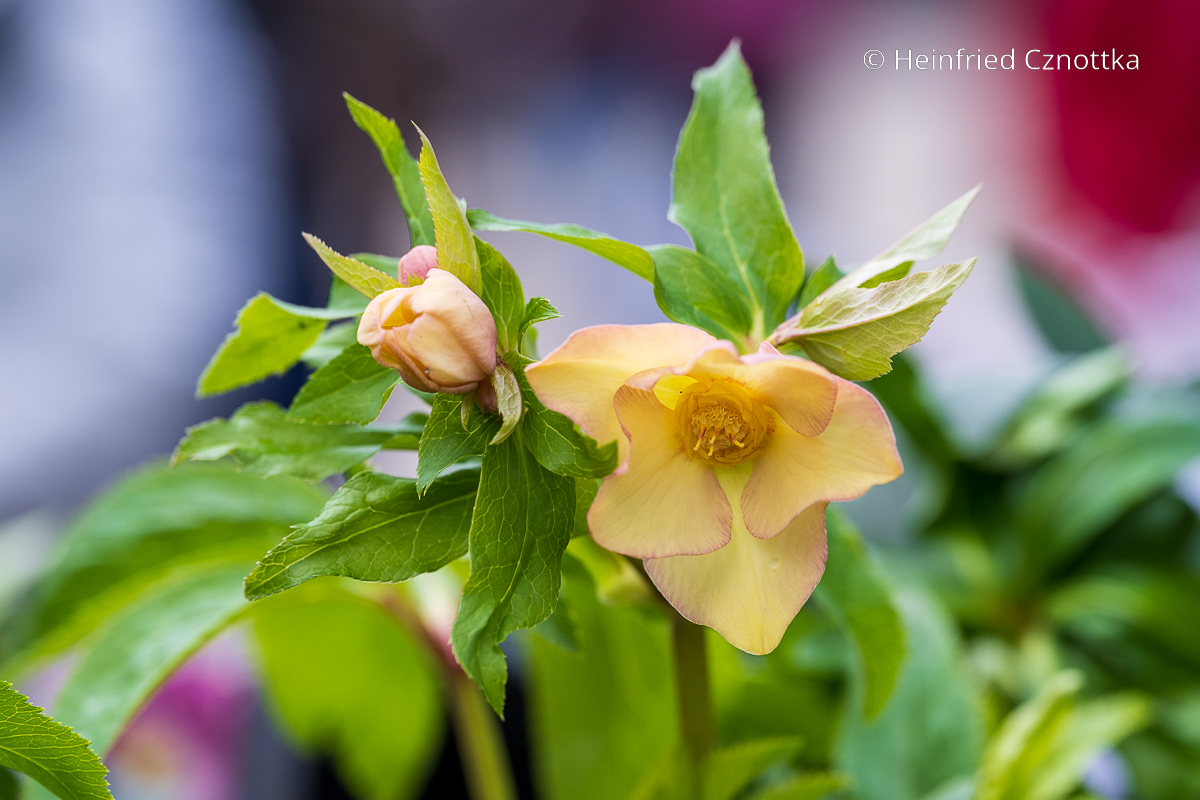 Gelbe Lenzrose (Helleborus orientalis-Hybride) mit feinen Rosa Rändern