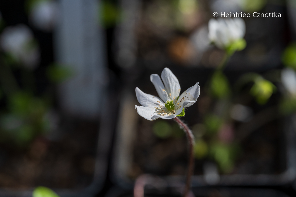 Leberblümchen (Hepatica) 'Weiße Unschuld'