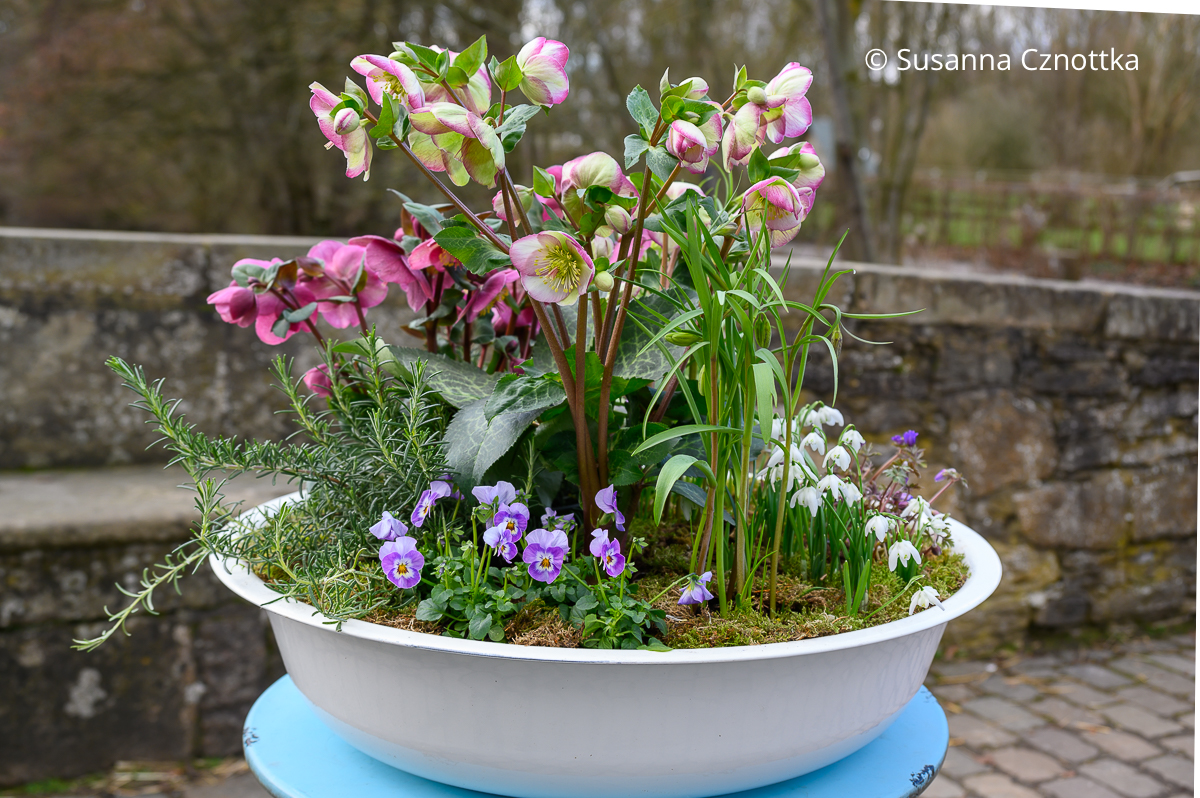 Frühlingsdeko: Lenzrosen, Horn-Veilchen (Viola cornuta), Schneeglöckchen und Schachbrettblume in einer Schale
