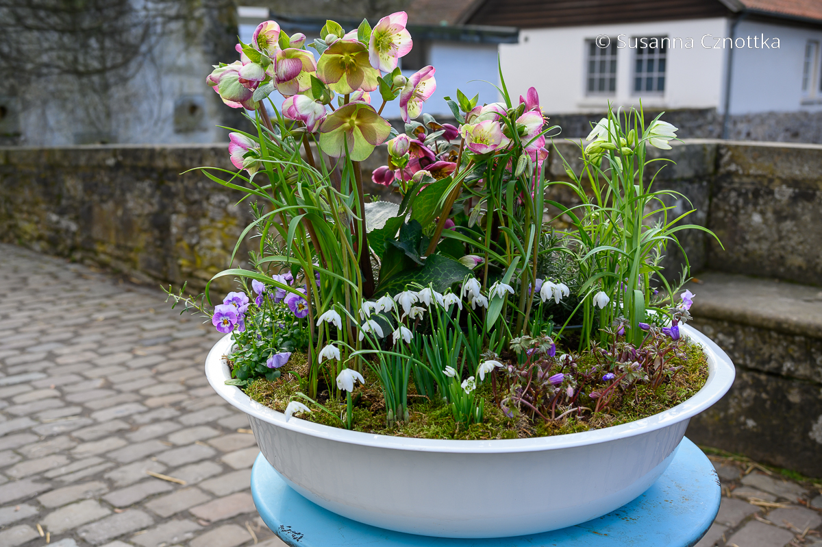 Eine unter anderem mit Schneeglöckchen, Hornveilchen (Viola cornuta) und Lenzrose (Helleborus orientalis- Hybride) dekorativ bepflanzte Schale