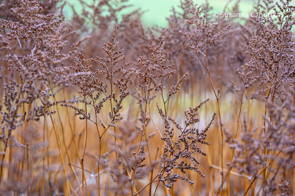 Samenstände der Prachtspiere (Astilbe) im Winter