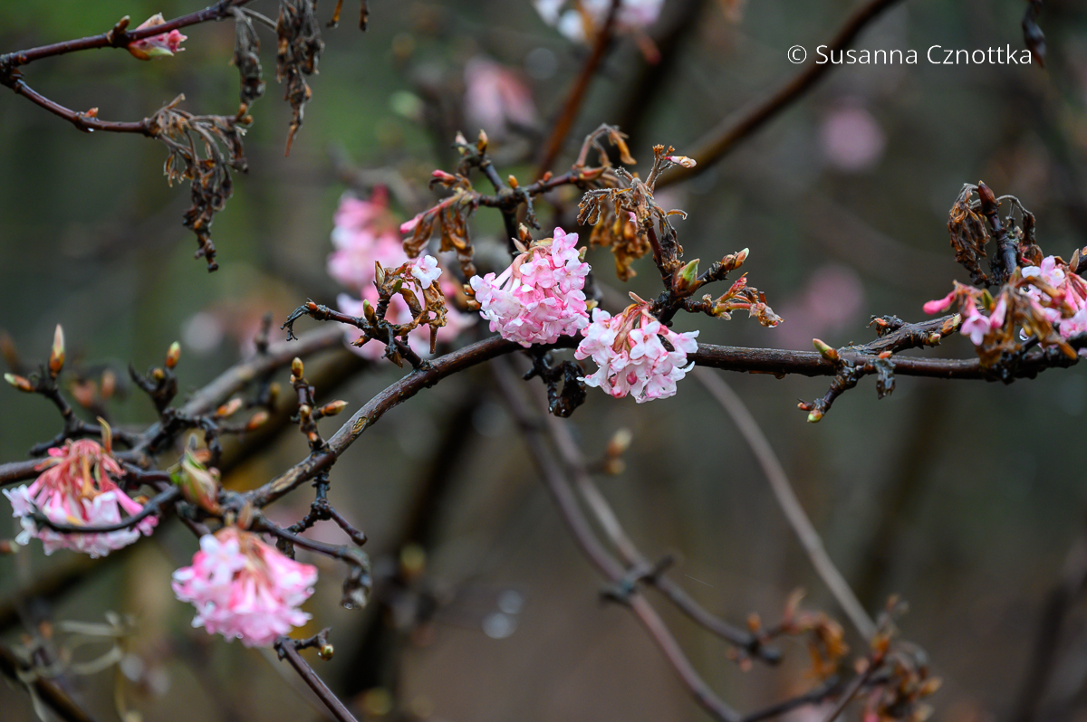 Blüten im Winter: Winter-Duftschneeball (Viburnum bodnantense) 'Dawn'