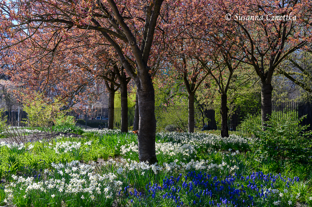 Frühblüher: weiße Narzissen und blaue Muscari blühen unter Bäumen.