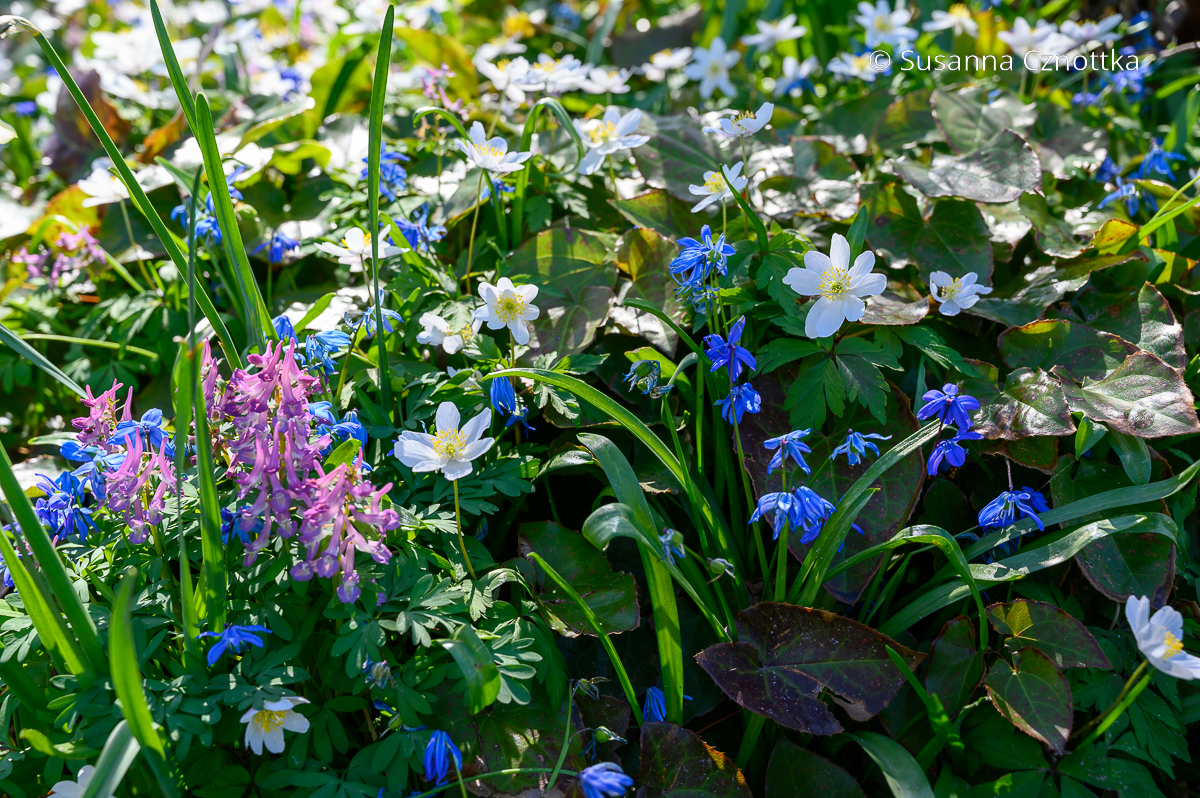Lerchensporn (Corydalis) mit Buschwindröschen (Anemone nemorosa) und Blausternchen (Scilla siberica)