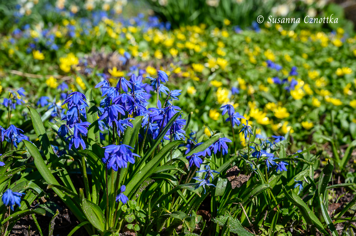 Frühlingsblüher: Scharbockskraut und Sibirischer Blaustern