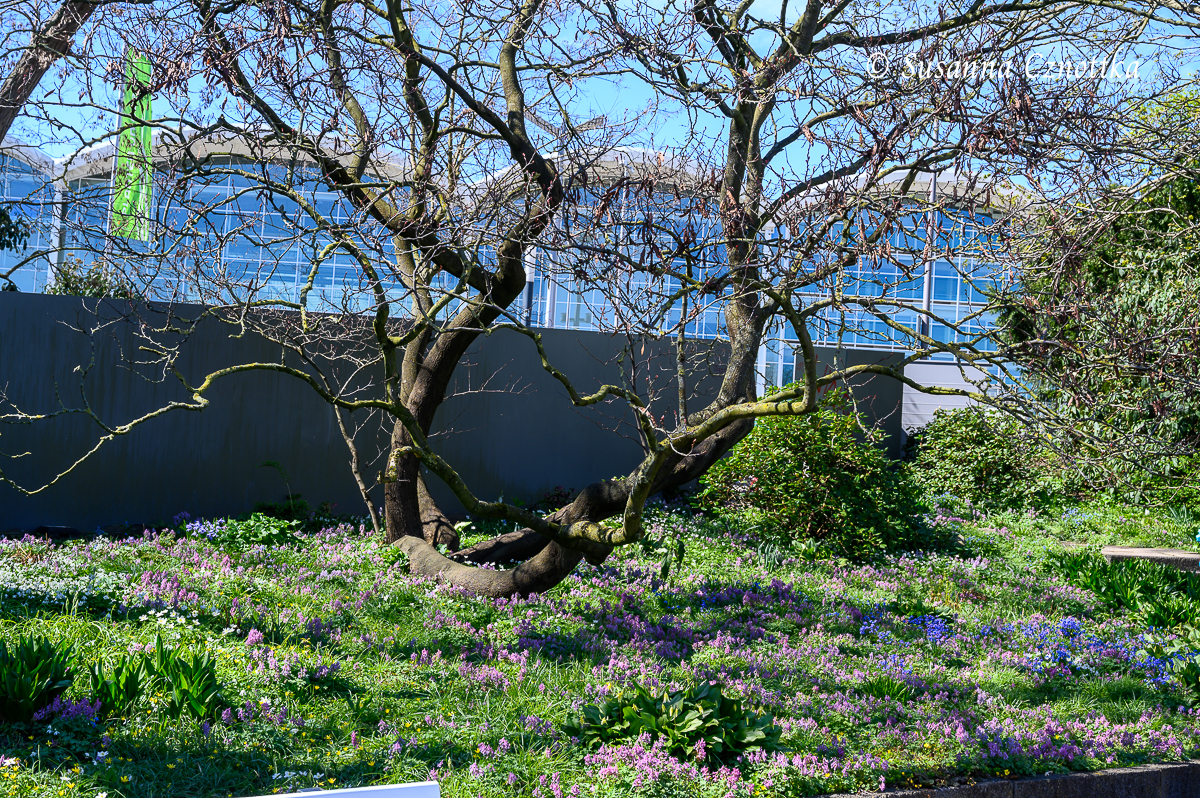Frühlingsblüher: Lerchensporn unter einem Baum