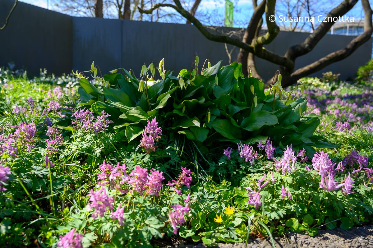 Stauden für den Halbschatten: rosa Lerchensporn und gelbe Forellenlilie (Erythronium) 'Pagoda'
