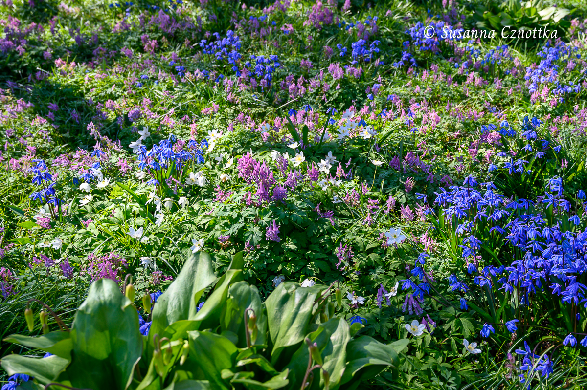 Frühlingsblüher: Sibirischer Blaustern, Lerchensporn und Buschwindröschen
