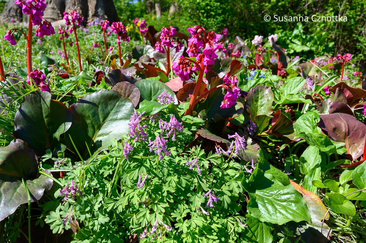 Lerchensporn kombinieren: Bergenien sind gute Partner im Halbschatten