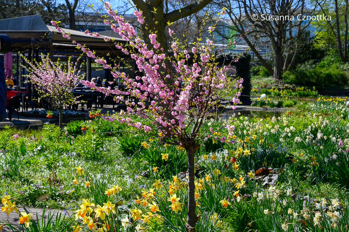 Frühlingsbeet gestalten: Mandelbäumchen (Prunus triloba) unterpflanzt mit Narzissen