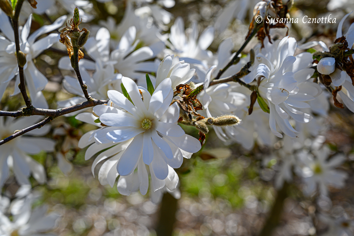 Frühlingsblüher: Sternmagnolie (Magnolia stellata)