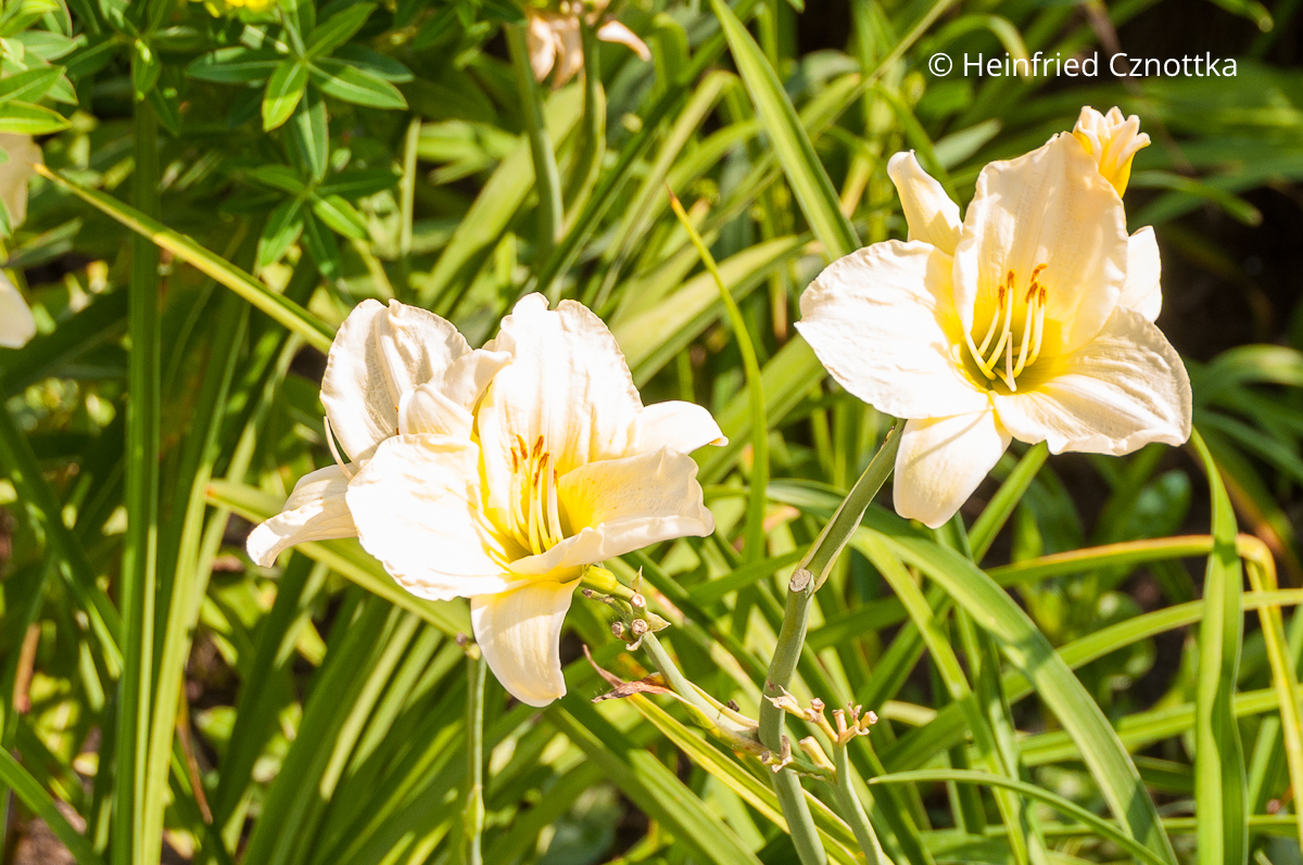 Weiße Taglilie (Hemerocallis-Hybride) 'Snow Line' mit gelber Mitte Weiße Taglilie (Hemerocallis-Hybride) 'Snow Line' mit gelber Mitte