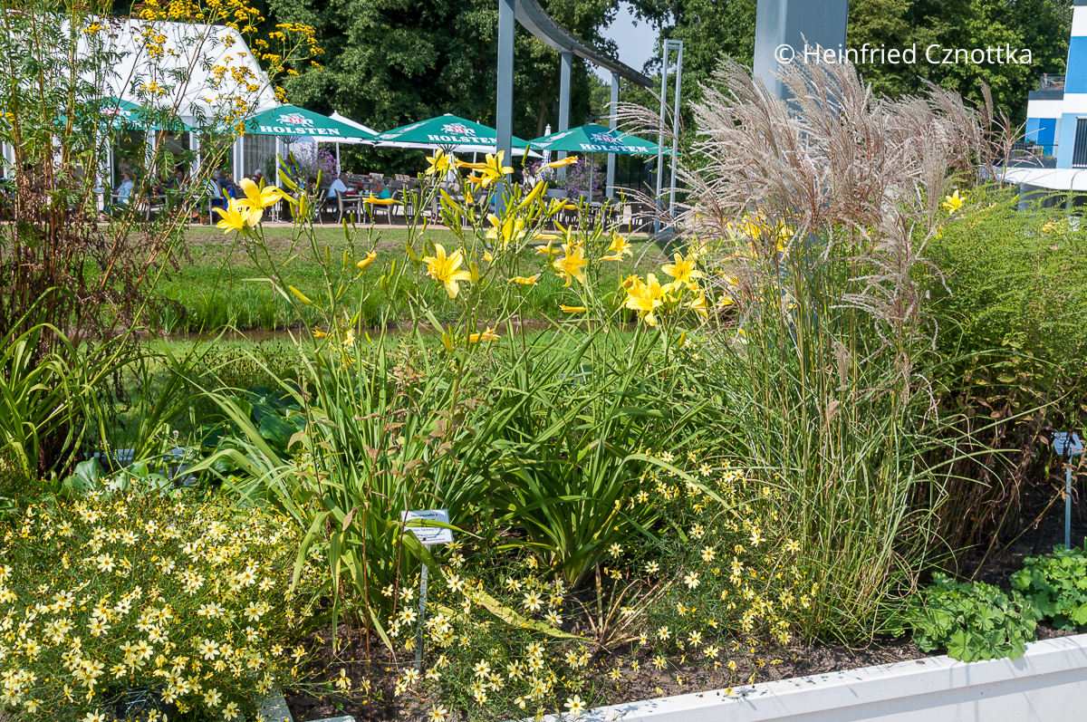 Gelbe Taglilie (Hemerocallis-Hybride) 'Augustfreude', blassgelbes Netzblatt-Mädchenauge (Coreopsis verticillata) 'Moonbeam' und Chinaschilf (Miscanthus sinensis) Gelbe Taglilie (Hemerocallis-Hybride) 'Augustfreude', blassgelbes Netzblatt-Mädchenauge (Coreopsis verticillata) 'Moonbeam' und Chinaschilf (Miscanthus sinensis)