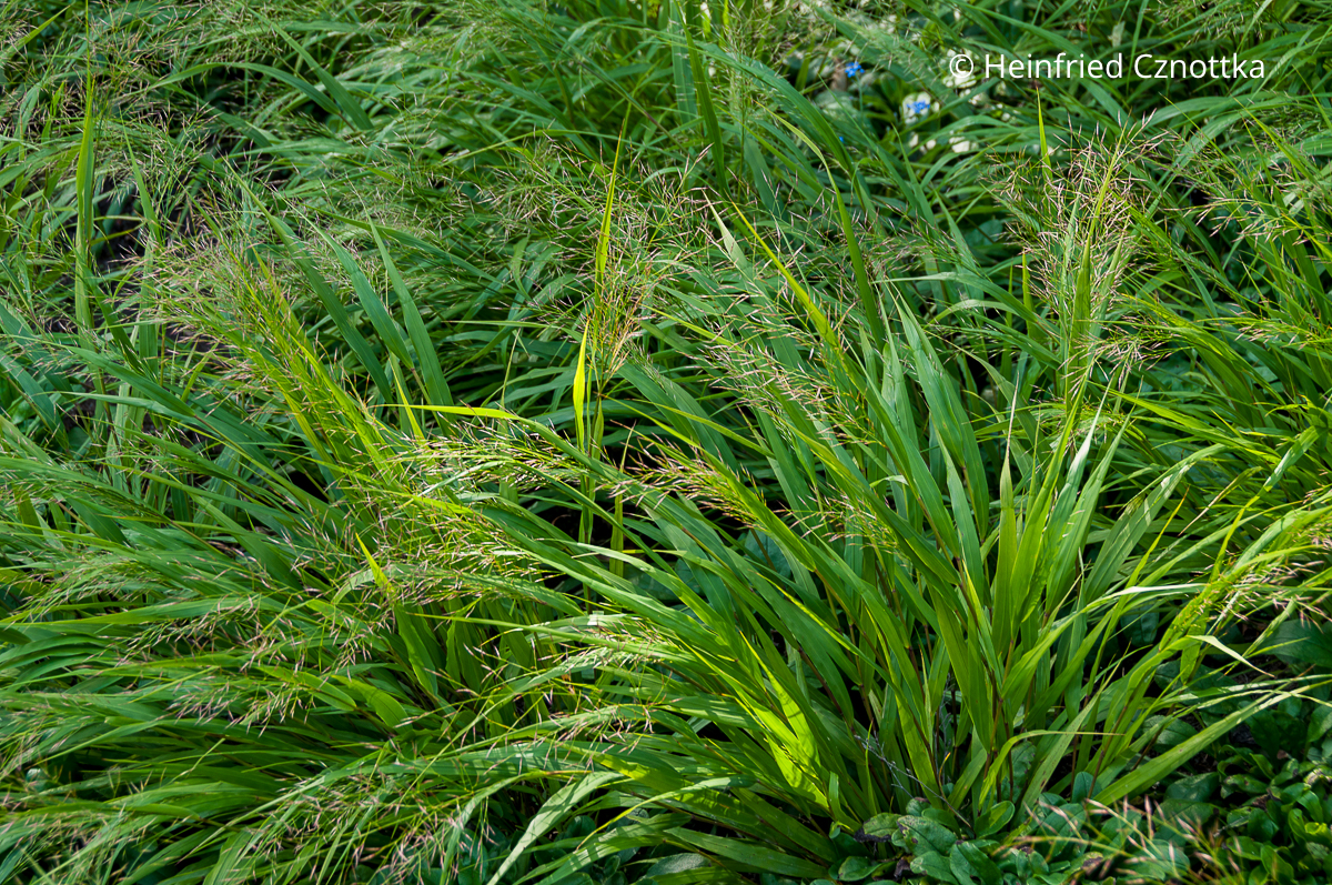 Das Japan-Berggras (Hakonechloa macra) mit feinen fedrigen Blüten