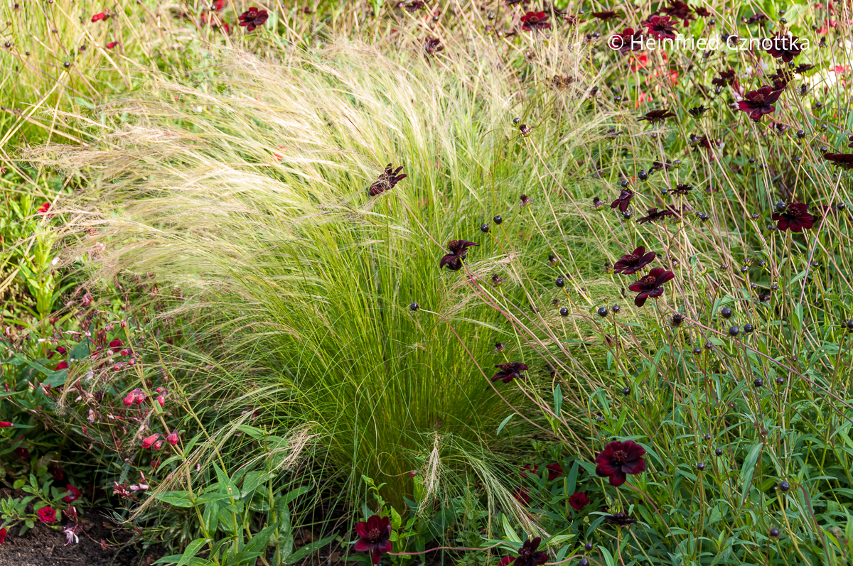 Beetkombination: Schokoladen-Kosmee (Cosmos atrosanguineus) und Zartes Federgras (Nassella tenuissima) Schokoladen-Kosmee (Cosmos atrosanguineus) mit dunkelroten Blüten und Zartes Federgras (Nassella tenuissima)