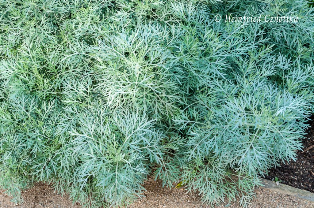Englische Rose kombinieren: Silberstrauchiger Wermut (Artemisia) 'Powis Castle' 