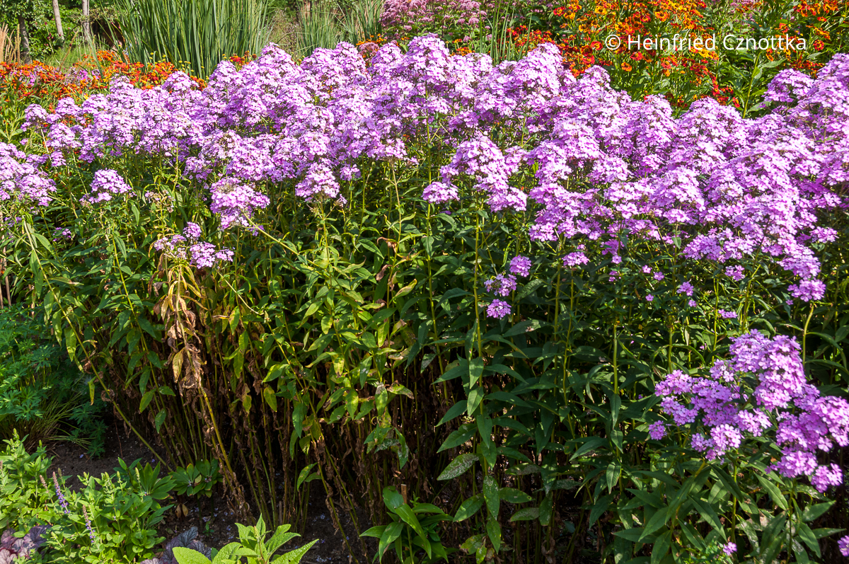 Hoher Sommer-Phlox (Phlox paniculata) 'Hesperis' Hoher Sommer-Phlox (Phlox paniculata) 'Hesperis'