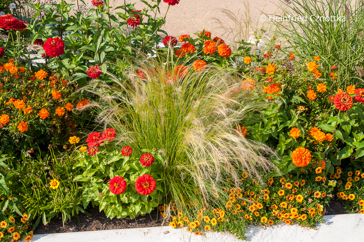 Beet in Orange und Rot mit Zartem Federgras (Nassella tenuissima), Zinnien und Tagetes Beet in Orange und Rot mit Zartem Federgras (Nassella tenuissima), Zinnien und Tagetes