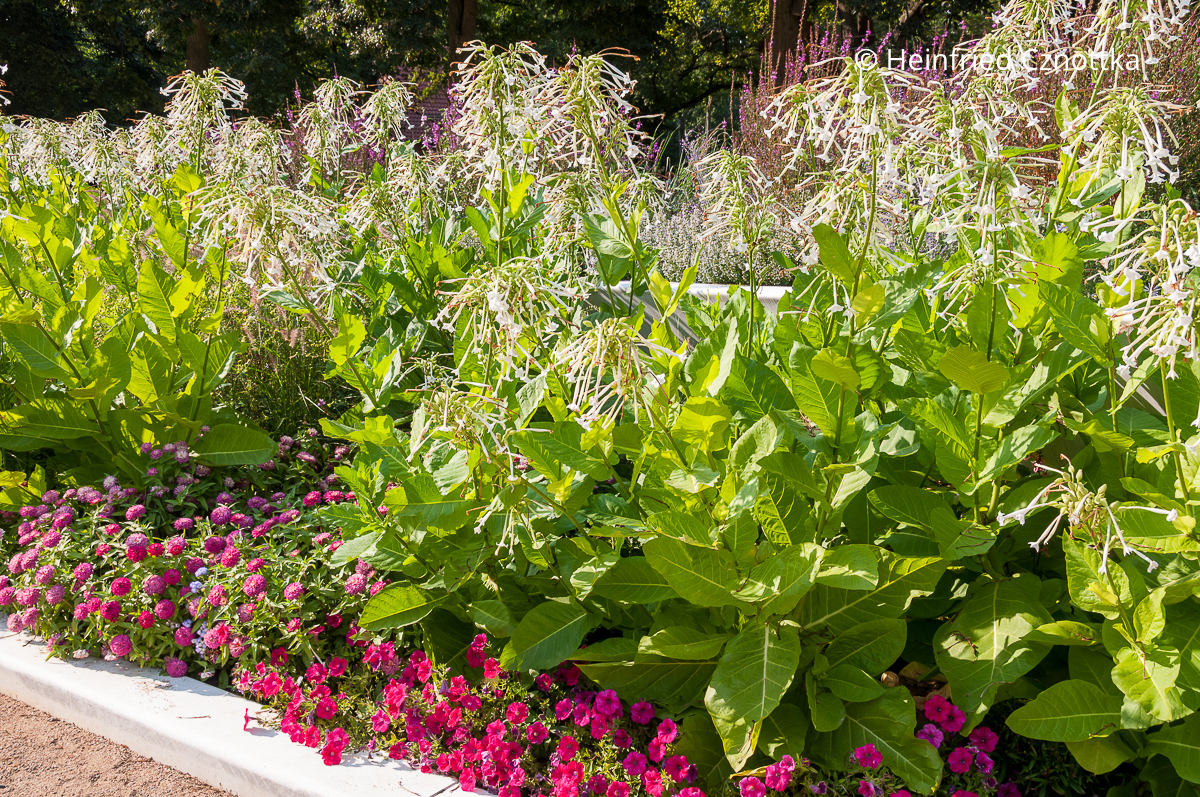 Duftet am Abend: Berg-Tabak (Nicotiana sylvestris) mit weißen Blüten
