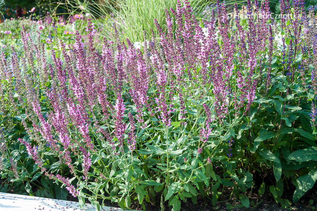 Rosa Steppen-Salbei (Salvia nemorosa) 'Rosea'