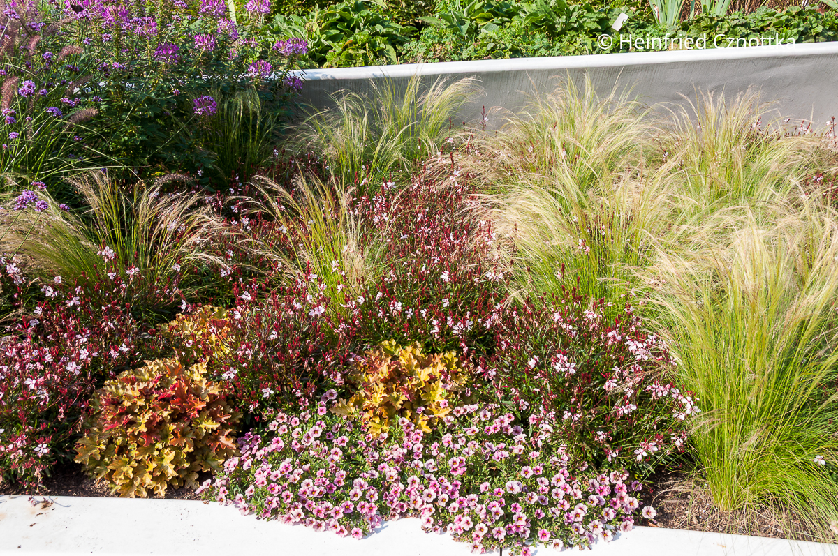 Wechselflorbeet mit Prachtkerzen (Oenothera lindheimeri syn. Gaura lindheimeri), Zartem Federgras (Nassella tenuissima) und Purpurglöckchen (Heuchera) 'Caramel' Wechselflorbeet mit pinken Prachtkerzen (Oenothera lindheimeri syn. Gaura lindheimeri), Zartem Federgras (Nassella tenuissima) und Purpurglöckchen (Heuchera) 'Caramel'