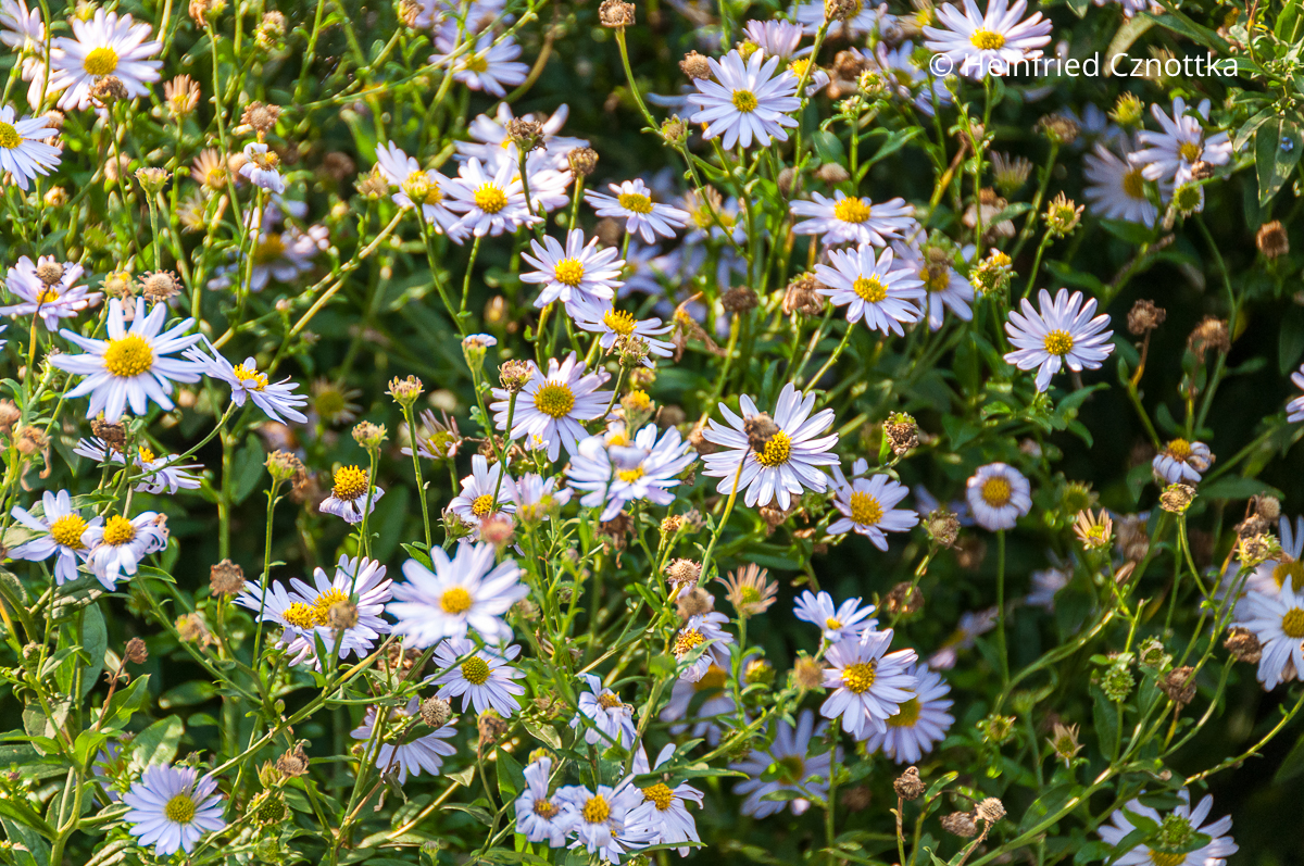 Schönaster (Kalimeris incisa) 'Blue Star'