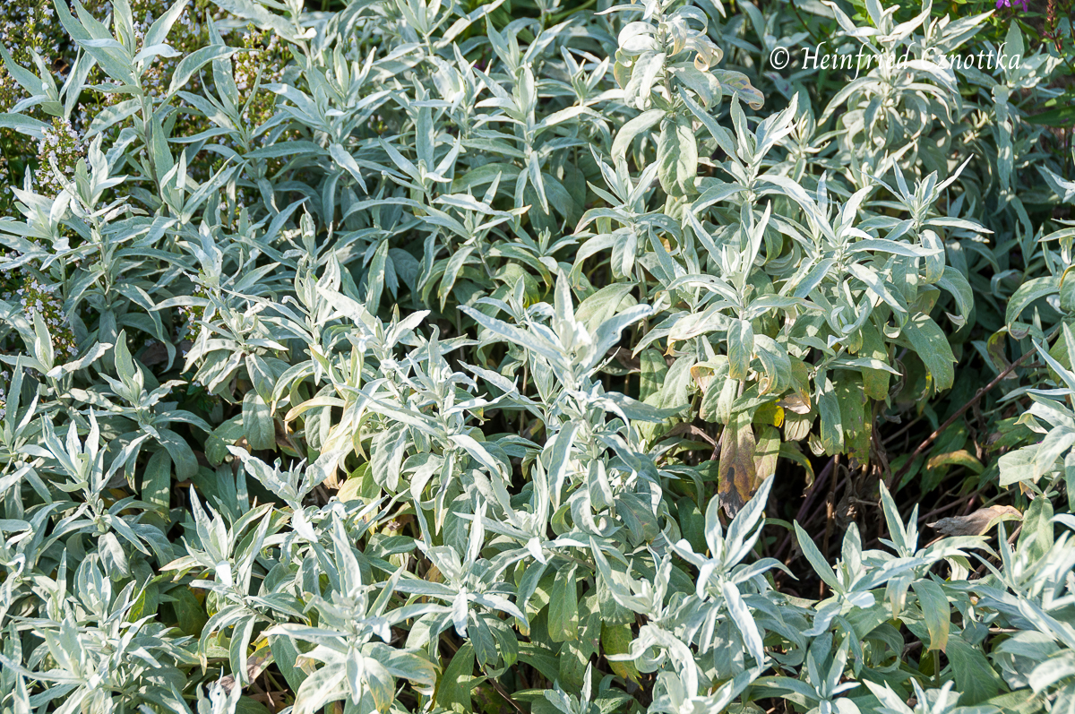 Beifuß (Artemisia ludoviciana) 'Valerie Finnis'