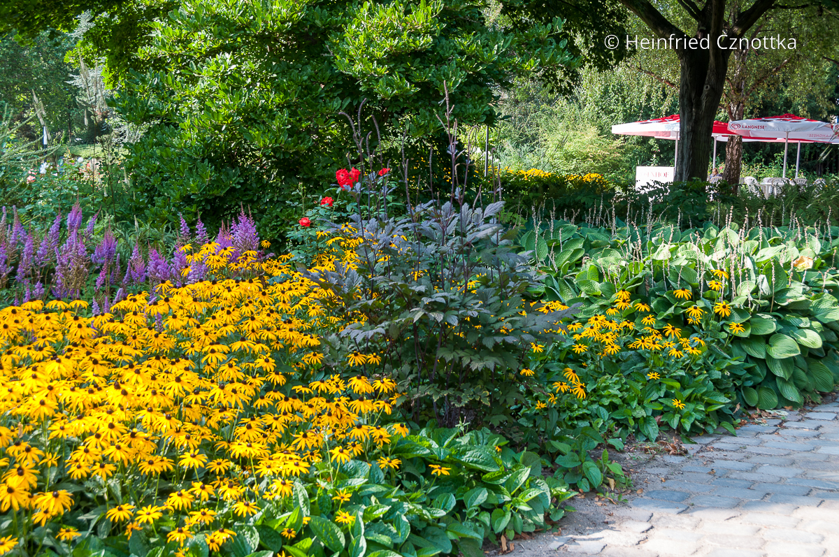Funkien, Prachtspieren (Astilbe) und Silberkerze (Actaea) im Habschattenbeet Funkien, rosa Prachtspieren (Astilbe) und Silberkerze (Actaea) im Habschattenbeet. Im Vordergrund blühen Gelbe Sonnenhüte (Rudbeckia fulgida)